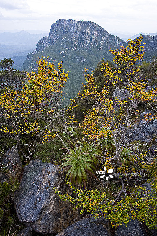 澳大利亚塔斯马尼亚秋色落叶山毛榉图片素材