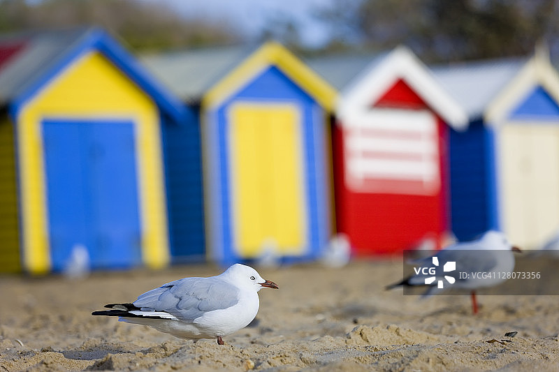 澳大利亚墨尔本布莱顿海滩及标志性彩色小屋与海鸥图片素材