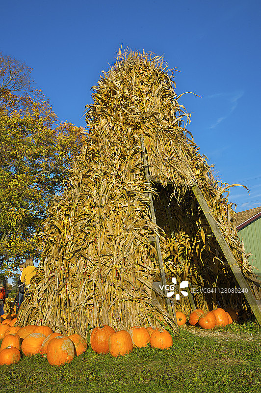纽约州达奇斯县的秋季圆锥形帐篷图片素材