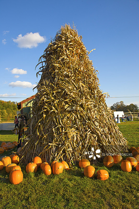 帐篷和南瓜，秋季，纽约州北部达奇斯县，美国图片素材