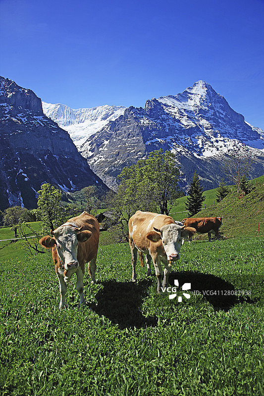 瑞士伯恩格林德瓦尔德图片素材