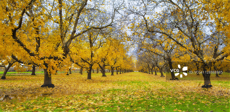 秋季的核桃园，位于美国加利福尼亚州萨克拉门托谷图片素材