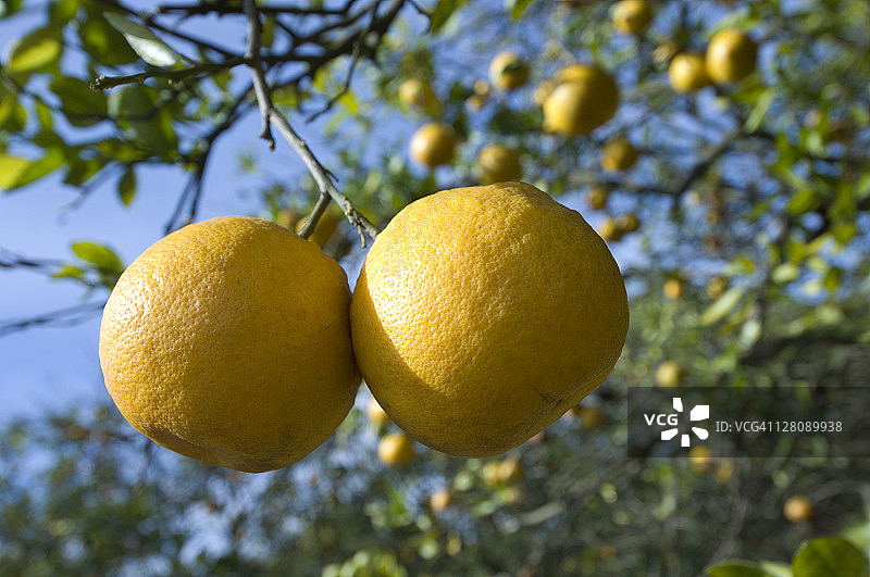 佛罗里达州伊莫卡利汉姆林橙子图片素材