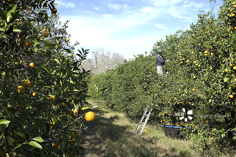 佛罗里达州伊莫卡利，果园里的橙子采摘工图片素材