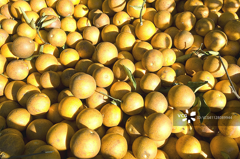 佛罗里达州伊莫卡利，等待装运的橘子拖车图片素材