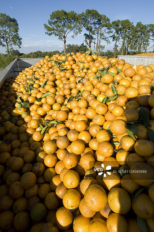 佛罗里达州伊莫卡利，等待装运的橘子拖车图片素材