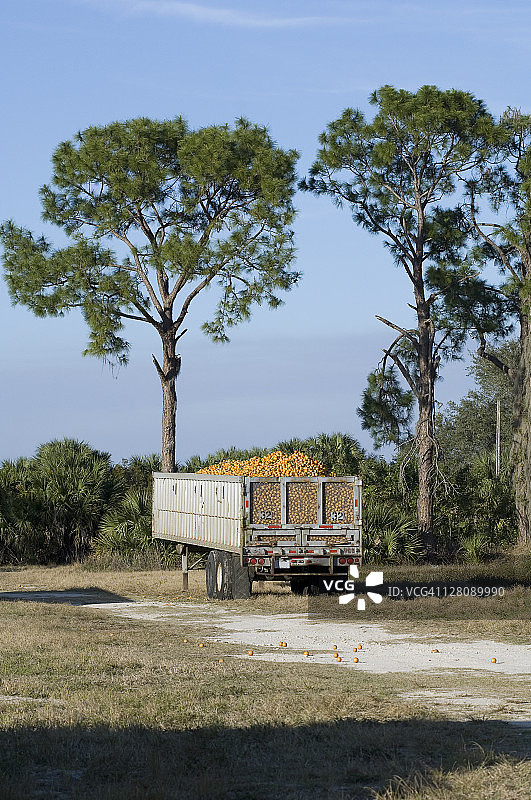 佛罗里达州伊莫卡利，等待装运的橘子拖车图片素材