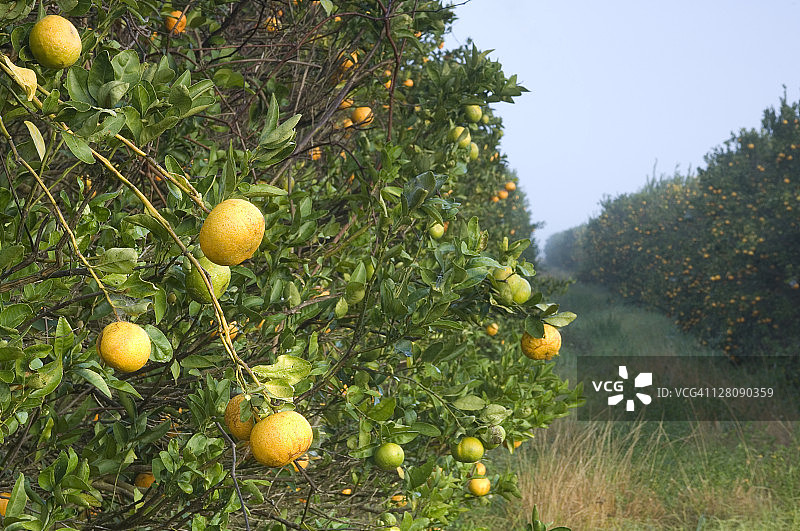 佛罗里达州伊莫卡利汉姆林橙子图片素材