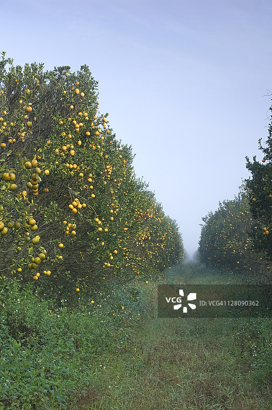 佛罗里达州伊莫卡利橙树林图片素材