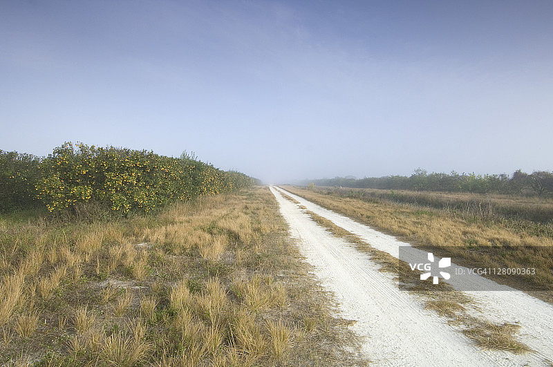 佛罗里达州伊莫卡利橙树林图片素材