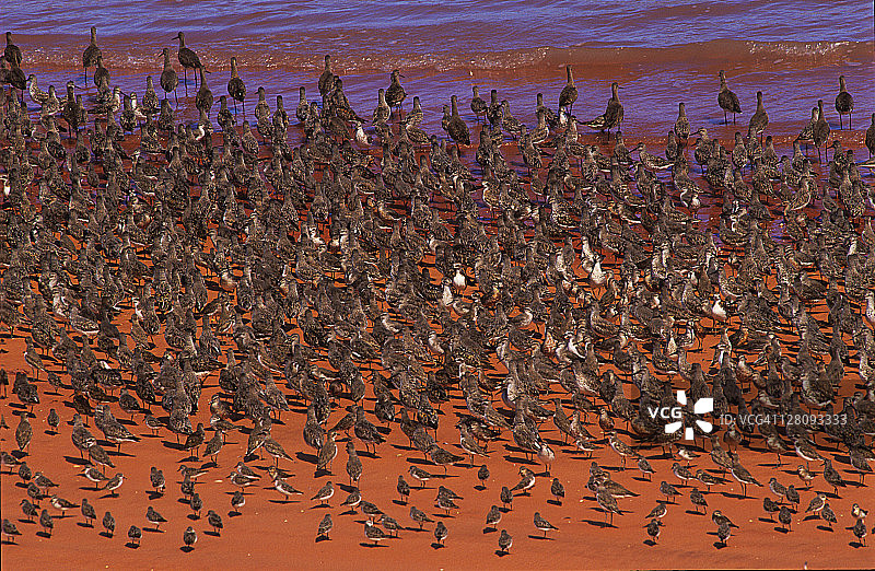 在澳大利亚西澳大利亚金伯利地区布鲁姆附近的罗巴克湾海岸线聚集的迁徙涉水鸟图片素材