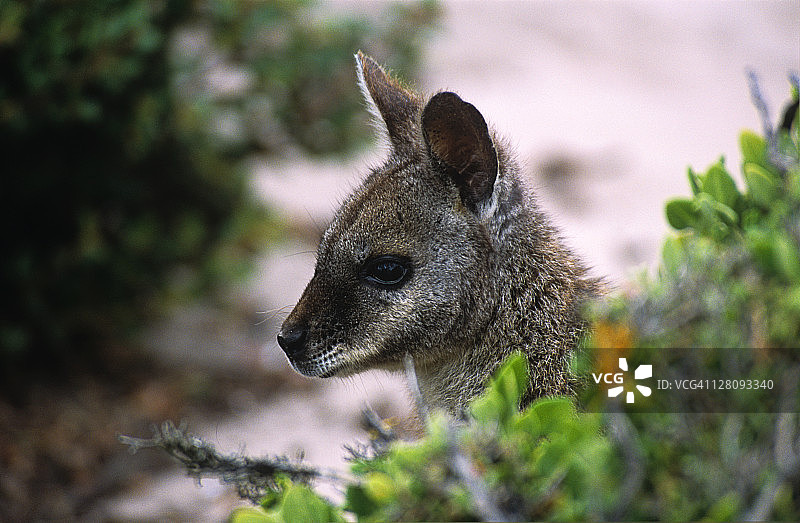 澳大利亚南澳大利亚州袋鼠岛弗林德斯蔡斯国家公园的塔玛尔沙袋鼠图片素材