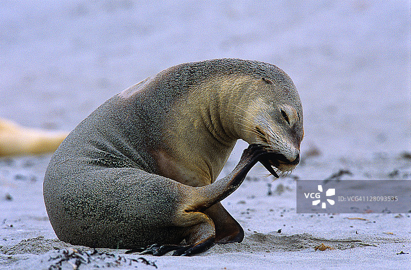 海狮在挠痒，摄于南澳大利亚袋鼠岛弗林德斯蔡斯国家公园图片素材