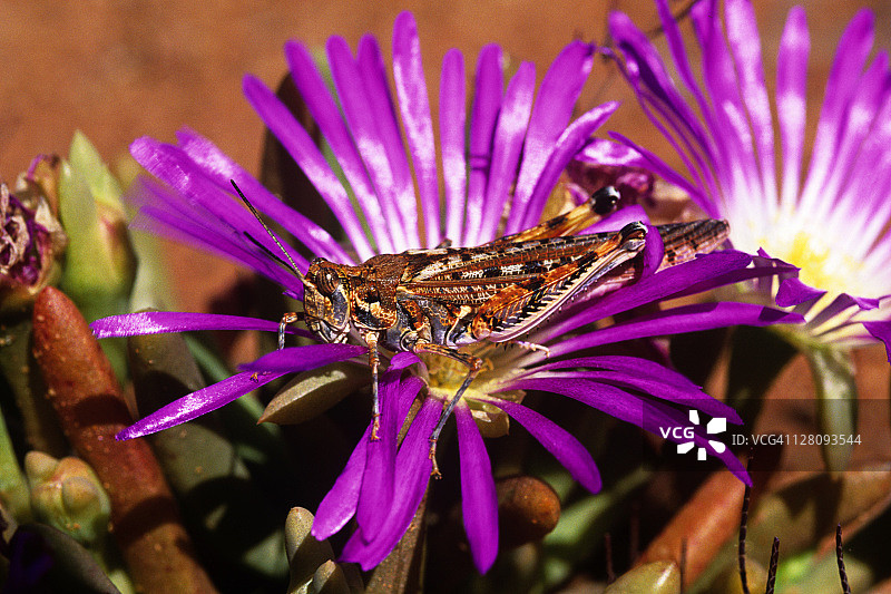 西澳大利亚大维多利亚沙漠中的蝗虫图片素材