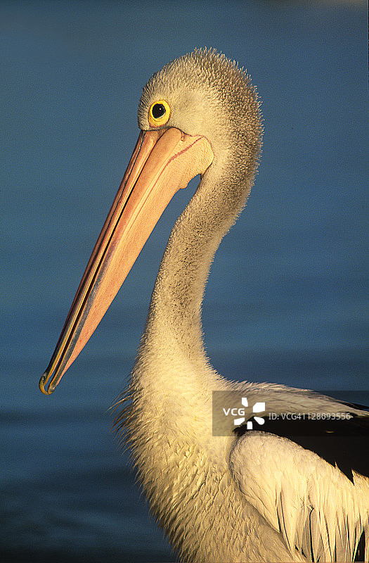 澳洲鹈鹕：一种大型水鸟，广泛分布于澳大利亚的内陆和沿海水域图片素材