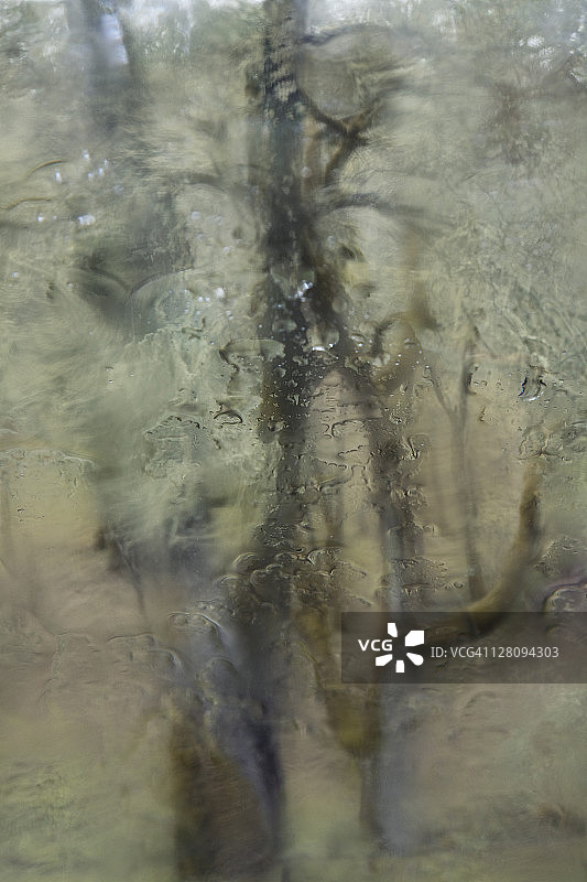 雨中透过汽车挡风玻璃看到的树木图片素材