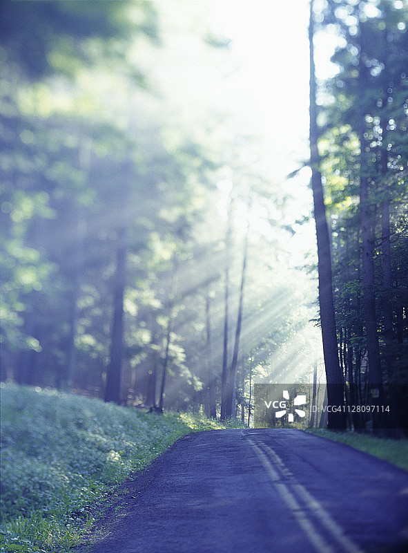晨曦中的乡村雾路图片素材