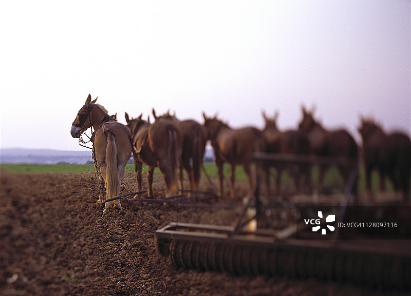 骡子在田里耕地图片素材