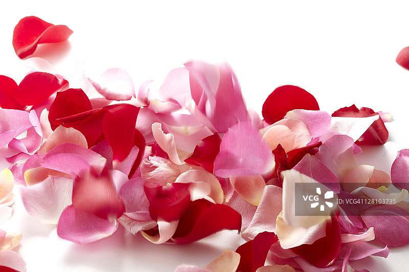 散落的花瓣图片素材