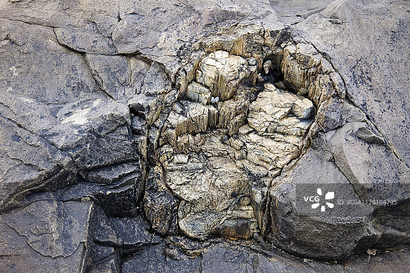 新西兰南岛居里奥湾石化森林石化树干图片素材