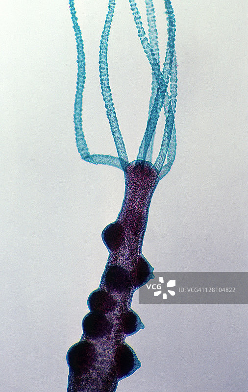 水螅：具有精巢的雄性，10倍放大至35毫米。水螅是具有放射对称性的淡水腔肠动物。触手上的凸起是刺细胞。图片素材