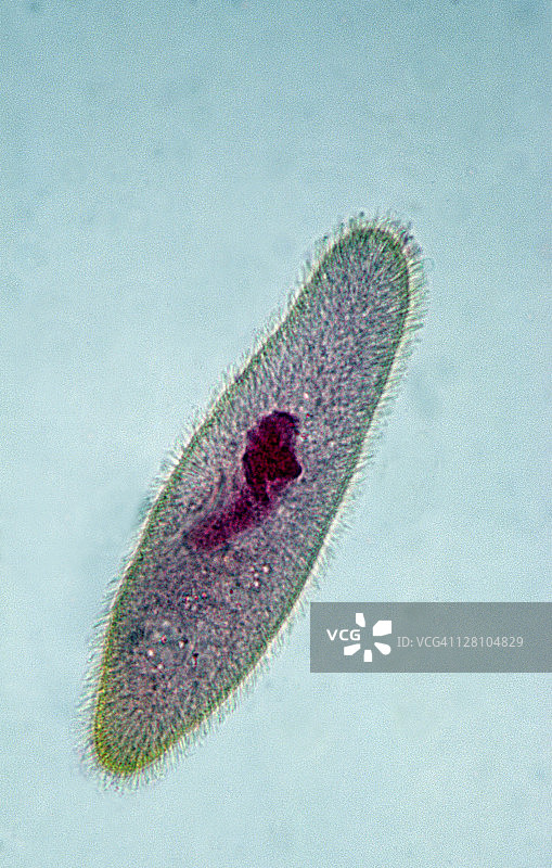 草履虫，纤毛和macronucleus图片素材