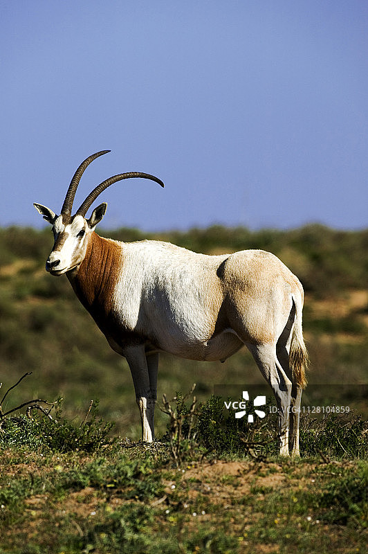 弯角剑羚：重引入摩洛哥苏斯-马萨国家公园，已在野外灭绝，生理上适应沙漠生活图片素材