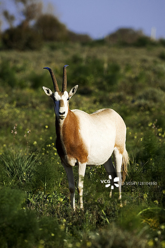 弯角剑羚：重引入摩洛哥苏斯-马萨国家公园，已在野外灭绝，生理上适应沙漠生活图片素材