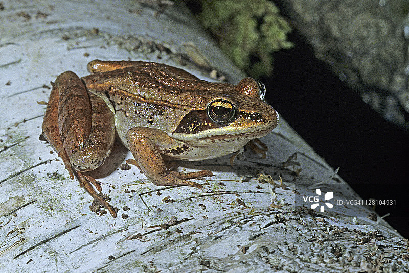 林蛙图片素材