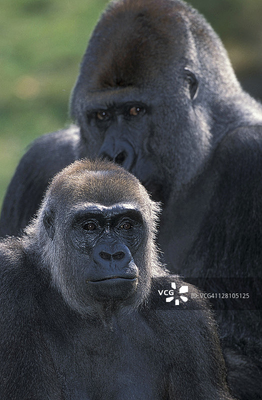 西部低地大猩猩：濒危物种，非洲中部热带雨林图片素材