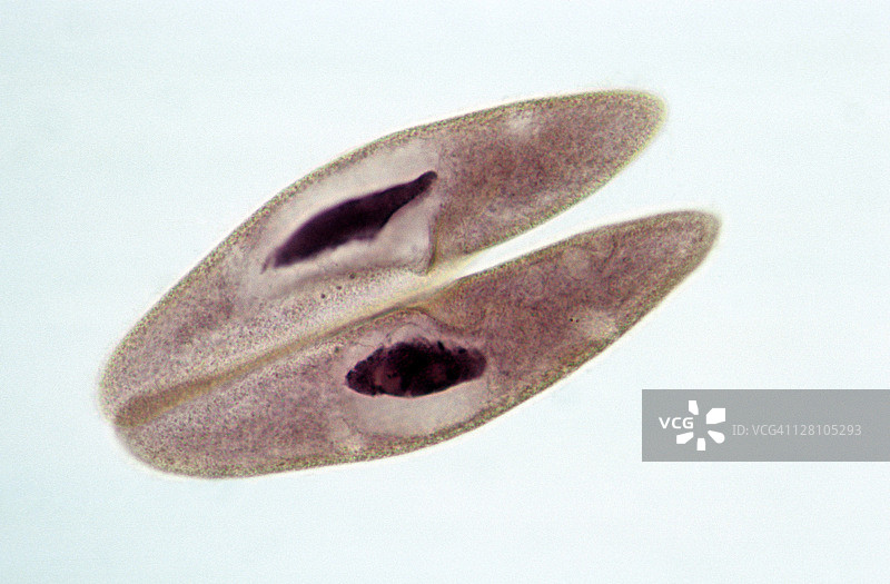 草履虫。接合，有性生殖，35毫米处100倍。多小核草履虫。两个细胞之间交换核物质（DNA）。图片素材