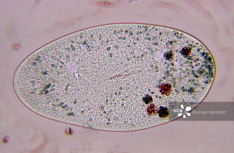 草履虫、食物泡和伸缩泡，250倍图片素材