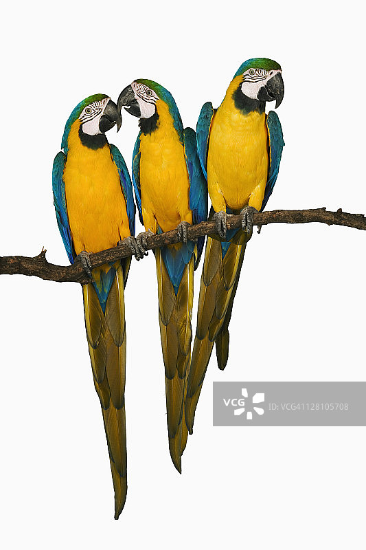 蓝黄色/金色金刚鹦鹉（Ara ararauna）图片素材