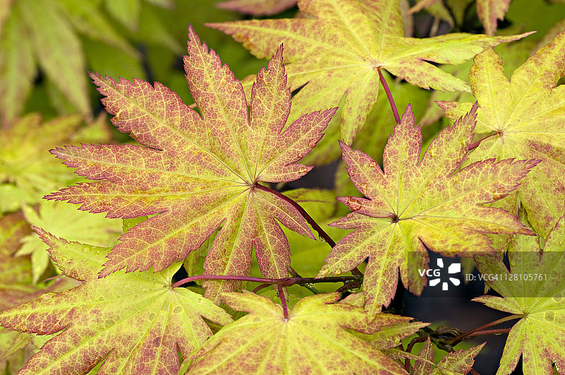 秋月：日本白泽枫树图片素材