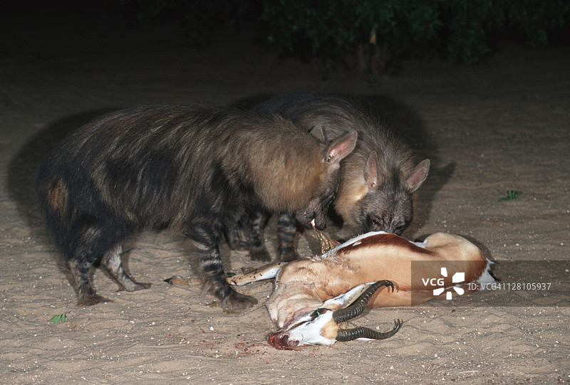 棕鬣狗捕食跳羚，纳米比亚西海岸图片素材