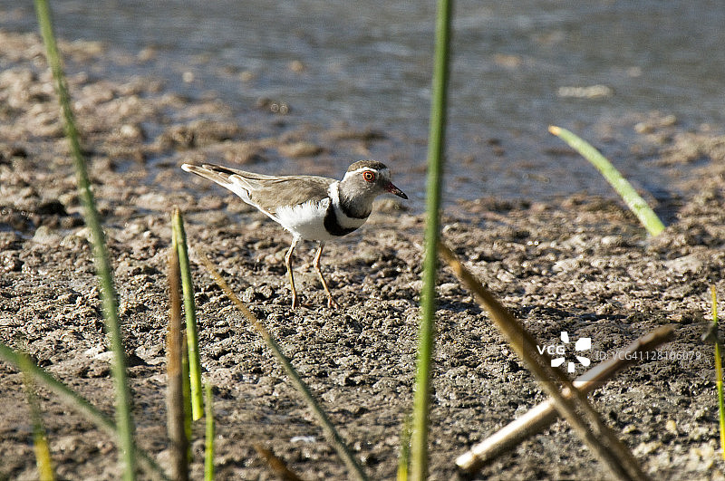 三斑鸻，肯尼亚火山口湖图片素材