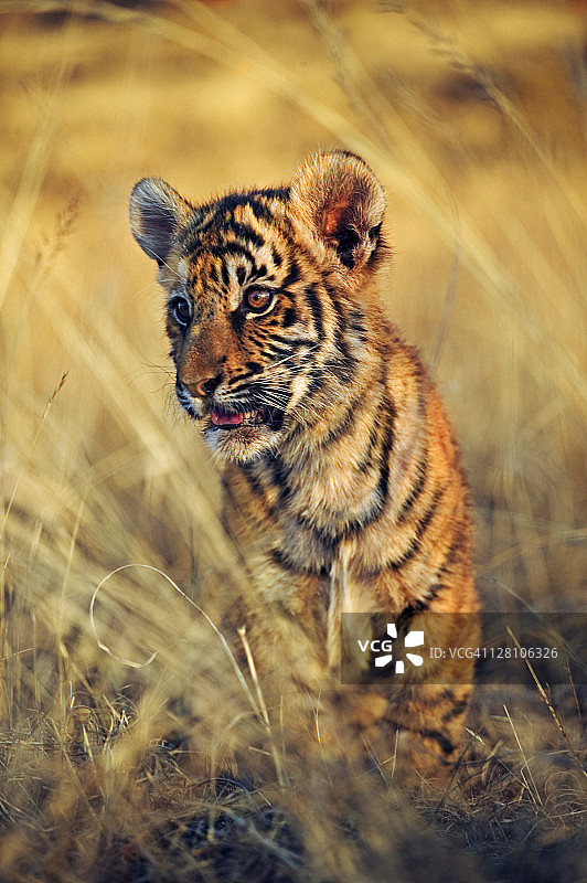 两个月大的虎崽图片素材