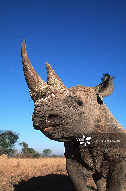非洲濒危物种黑犀牛肖像图片素材