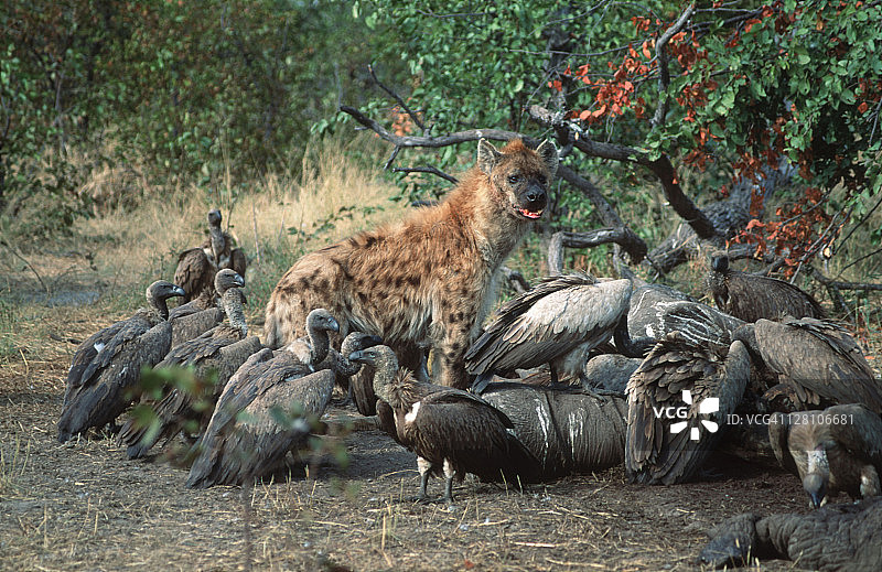斑鬣狗与秃鹫在非洲象尸体旁，博茨瓦纳乔贝国家公园图片素材