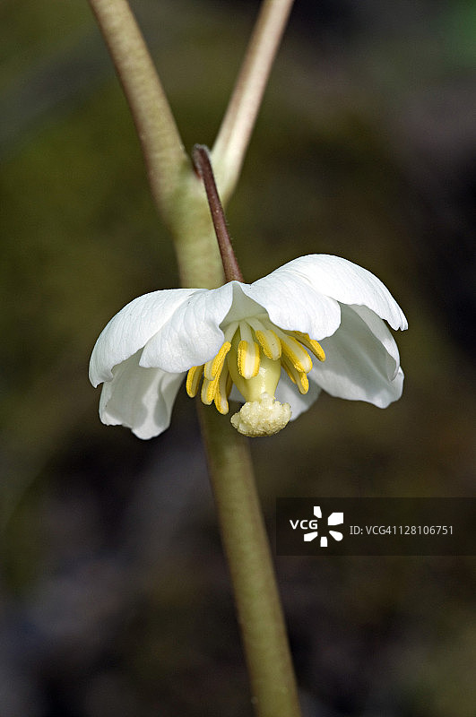 盾叶鬼臼花，大烟山国家公园图片素材