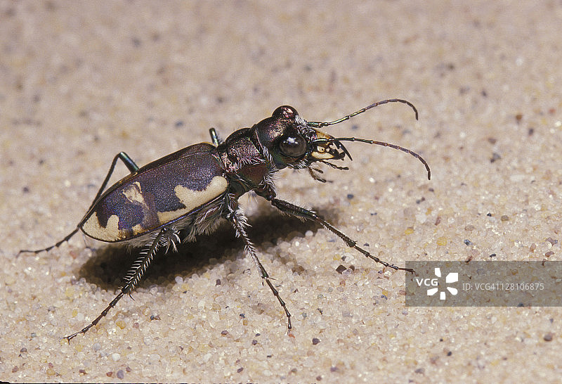 美丽的虎甲虫图片素材