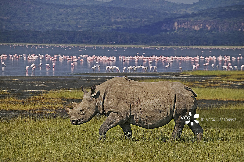 纳库鲁湖畔的黑犀牛幼崽与鸟类图片素材