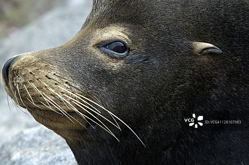 雄性加州海狮的面部特写，加州蒙特雷湾，美国图片素材