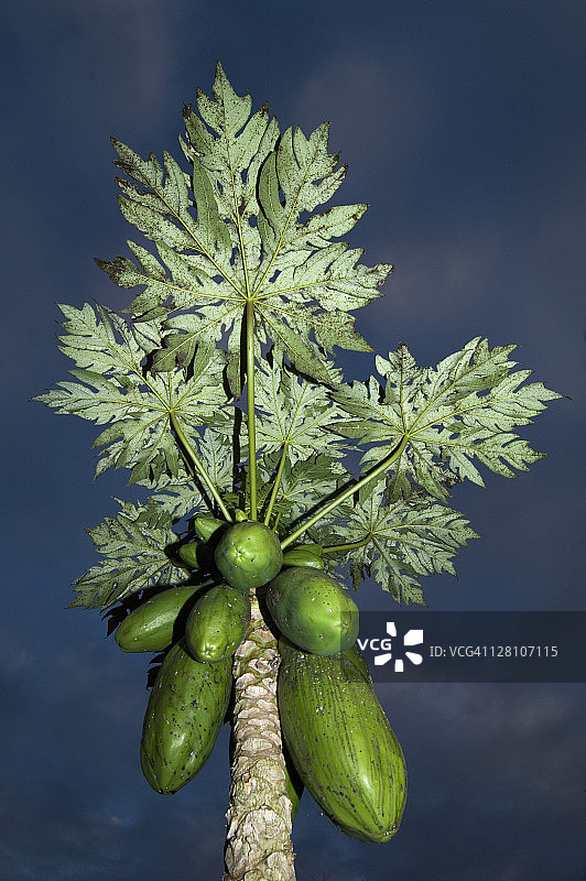 带有果实的木瓜树（马达加斯加）图片素材