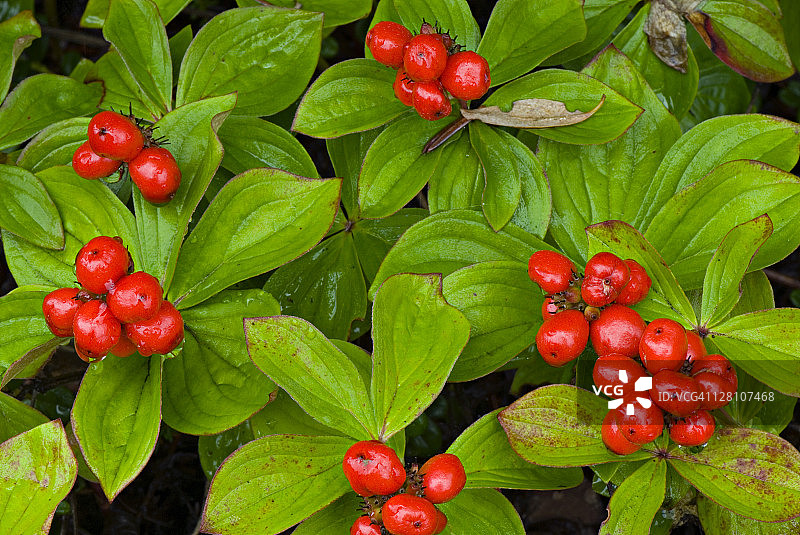 加拿大四照花。美国阿拉斯加图片素材