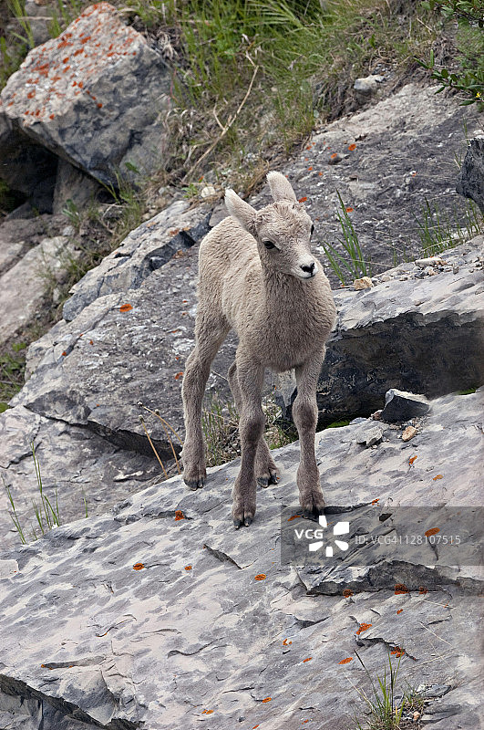加拿大艾伯塔省贾斯珀国家公园大角羊幼崽图片素材