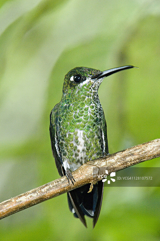 绿冠辉蜂鸟（雌性），厄瓜多尔埃尔奥罗省布埃纳文图拉保护区图片素材