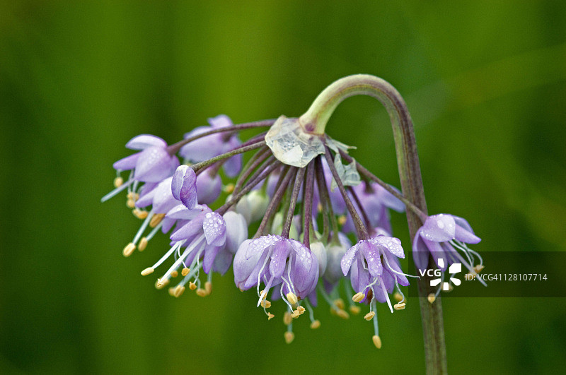 弯曲的野洋葱图片素材