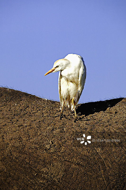 栖息在动物背上的牛背鹭图片素材