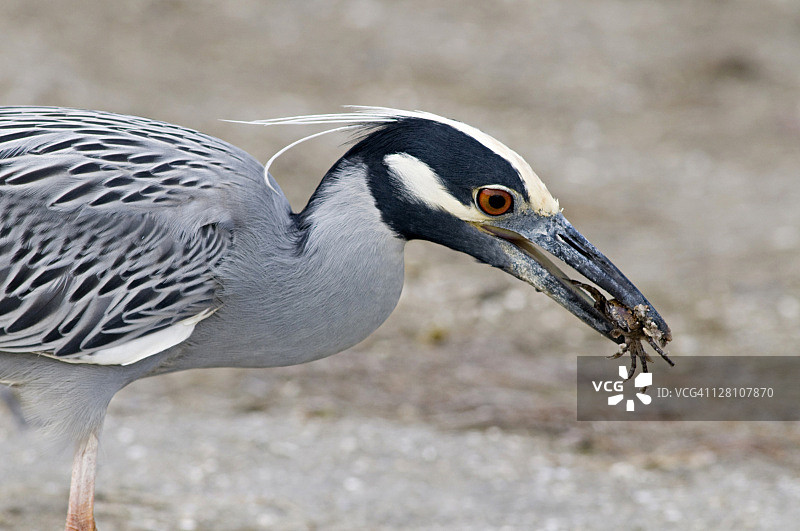 黄冠夜鹭，口衔螃蟹。成年鹭在繁殖季节会长出头饰。栖息于潮湿的树林和沼泽中。地点：美国佛罗里达州萨尼贝尔岛。图片素材
